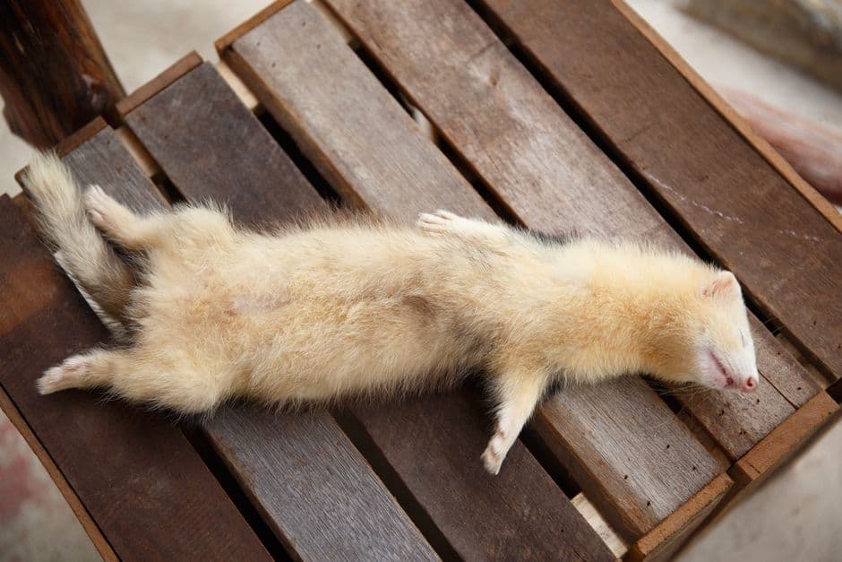 A ferret lying stretched out and asleep on a wooden surface