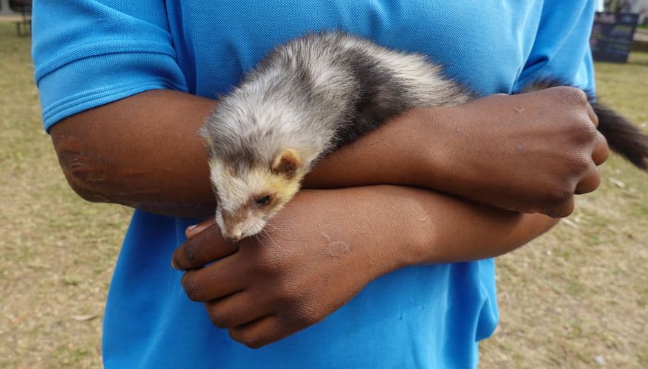 A child in a blue top holding a ferret outdoors
