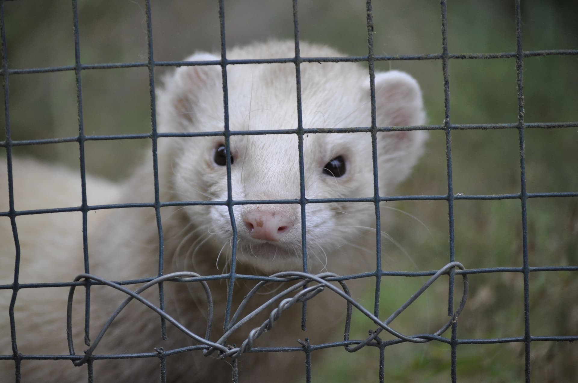A white ferret looking out through the mesh of a wire cage