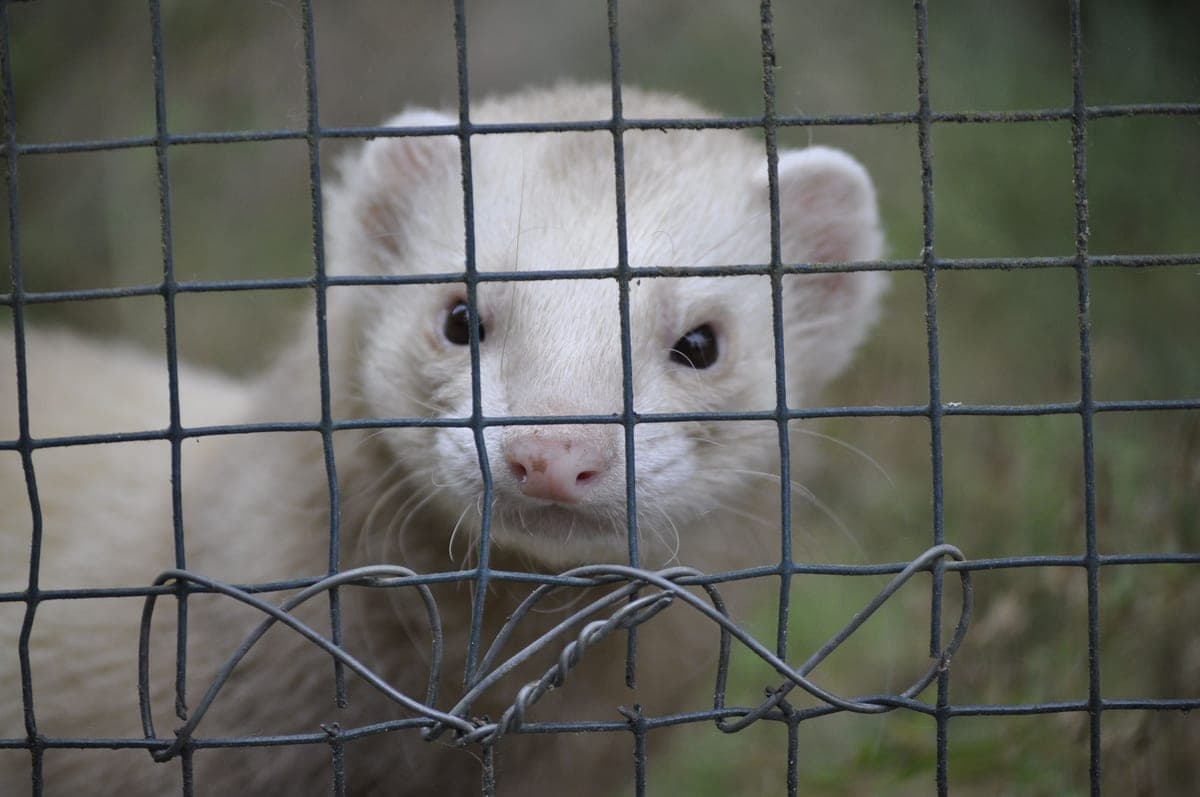 A ferret pushing its head against the bars of a cage door latch