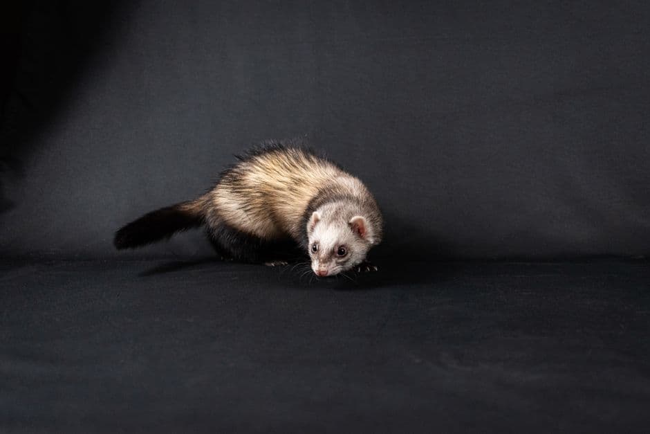 A removable ferret cage pan lined with washable fabric beside a corner litter tray