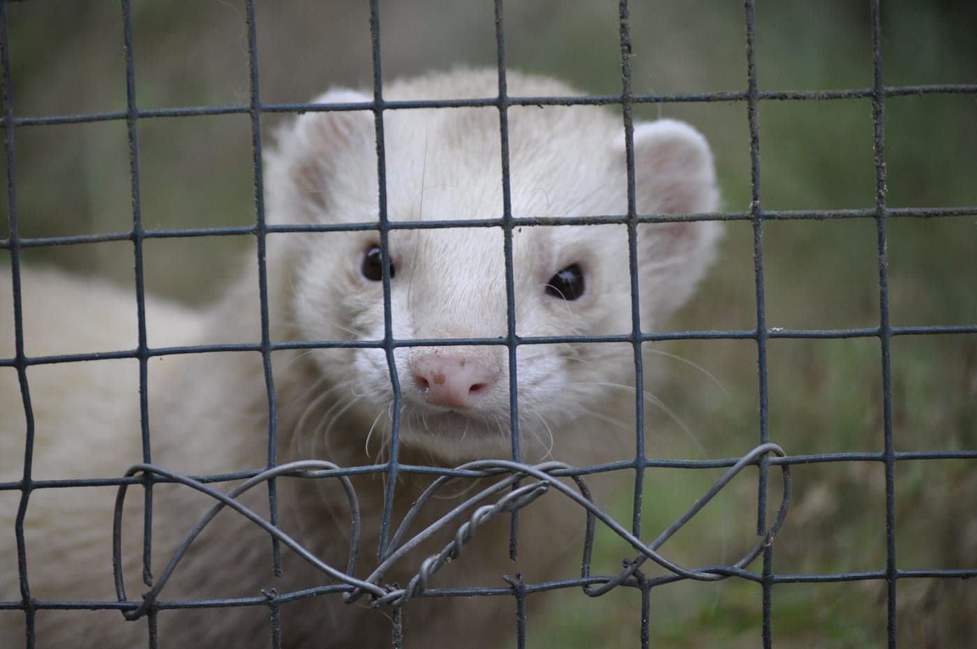 A ferret looking out through the bars of a tall multi-level cage with a hammock