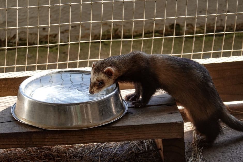 A ferret in a tall outdoor wire enclosure drinking from a metal bowl
