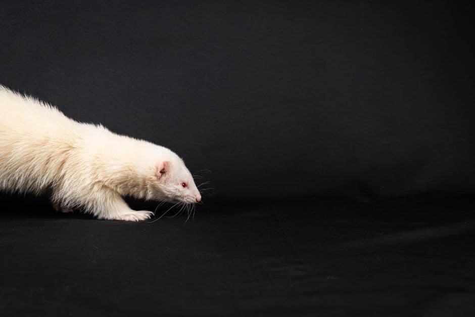 An albino ferret photographed against a black studio background