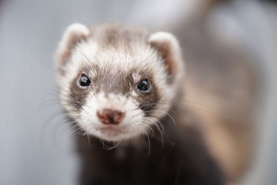A ferret outdoors looking towards the camera in natural light