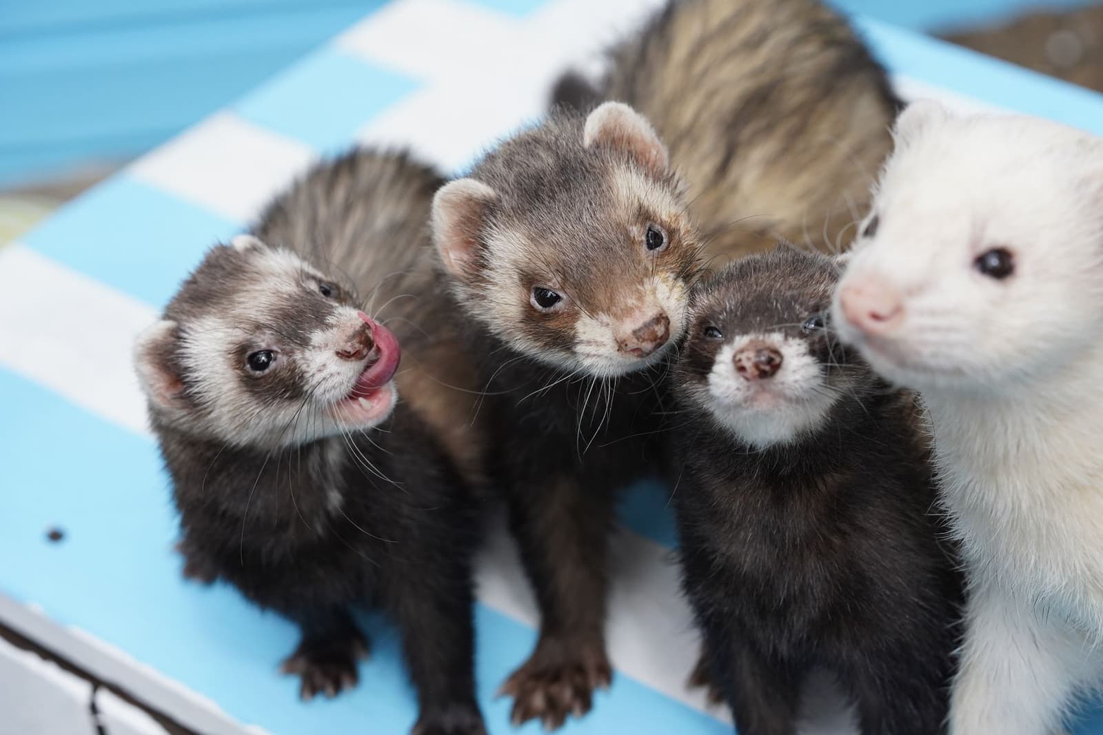 A group of four ferrets of different colors gathered closely together