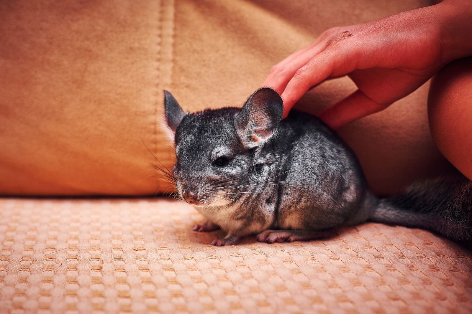 A gray chinchilla being gently stroked, showing its dense fur and large ears