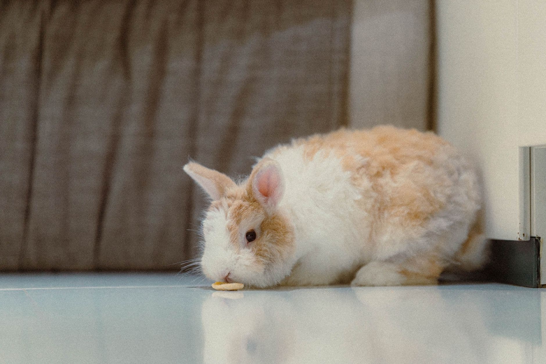 A rabbit indoors on a hard floor in a living room