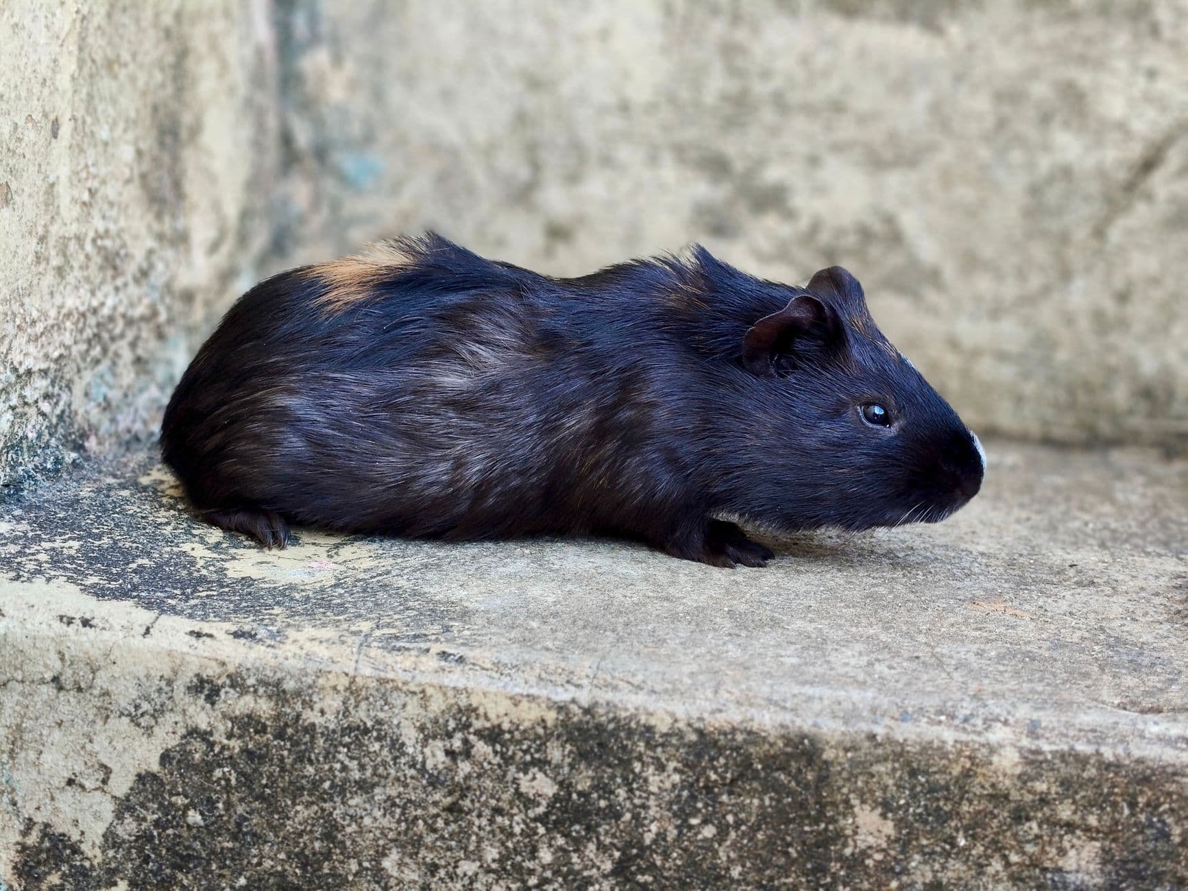 A dark guinea pig resting quietly on a flat surface