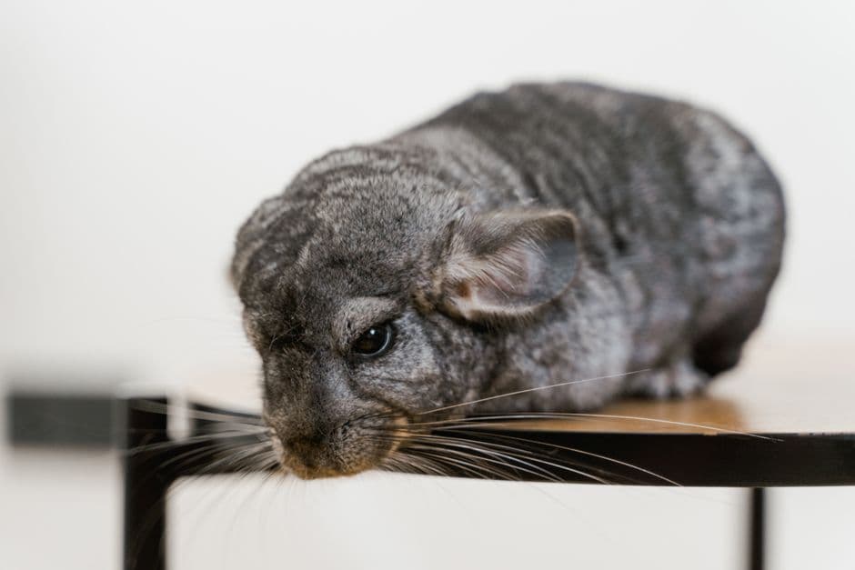 A long-tailed chinchilla resting on a table in close-up