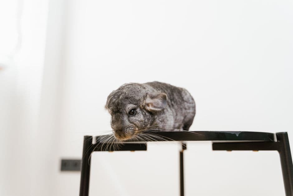 A chinchilla lounging on a pale chair against a white background