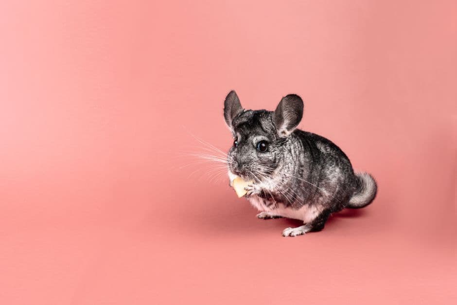 A chinchilla nibbling food against a peach studio backdrop