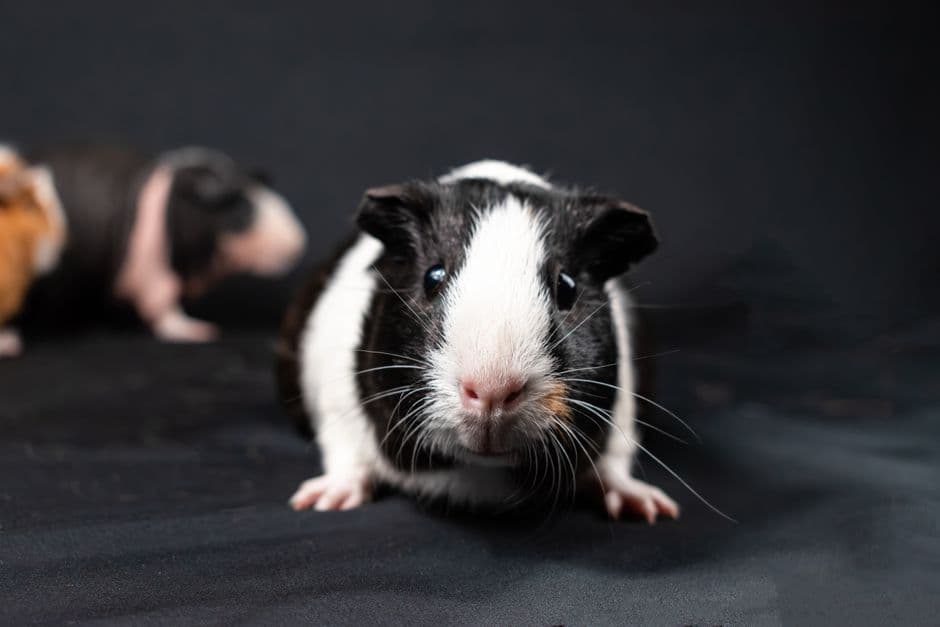 A black and white guinea pig photographed against a black studio background