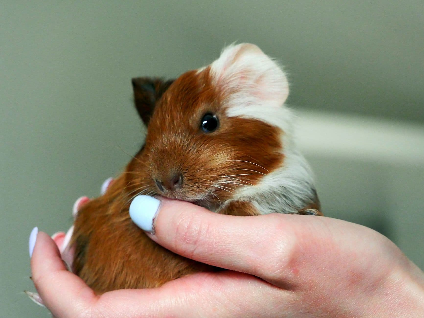 A guinea pig being held gently in two hands