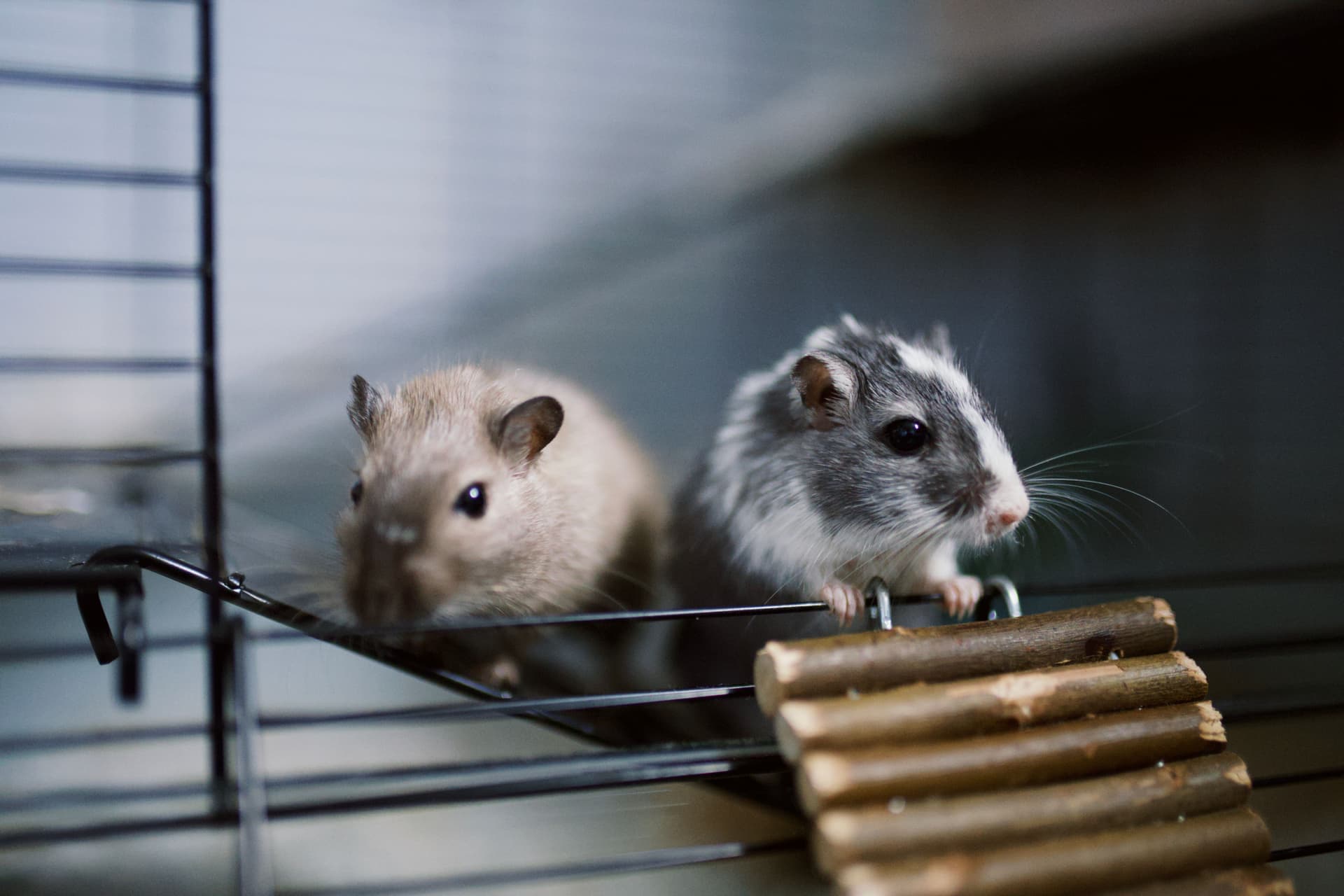 Two gerbils exploring an enclosure beside a wooden bridge