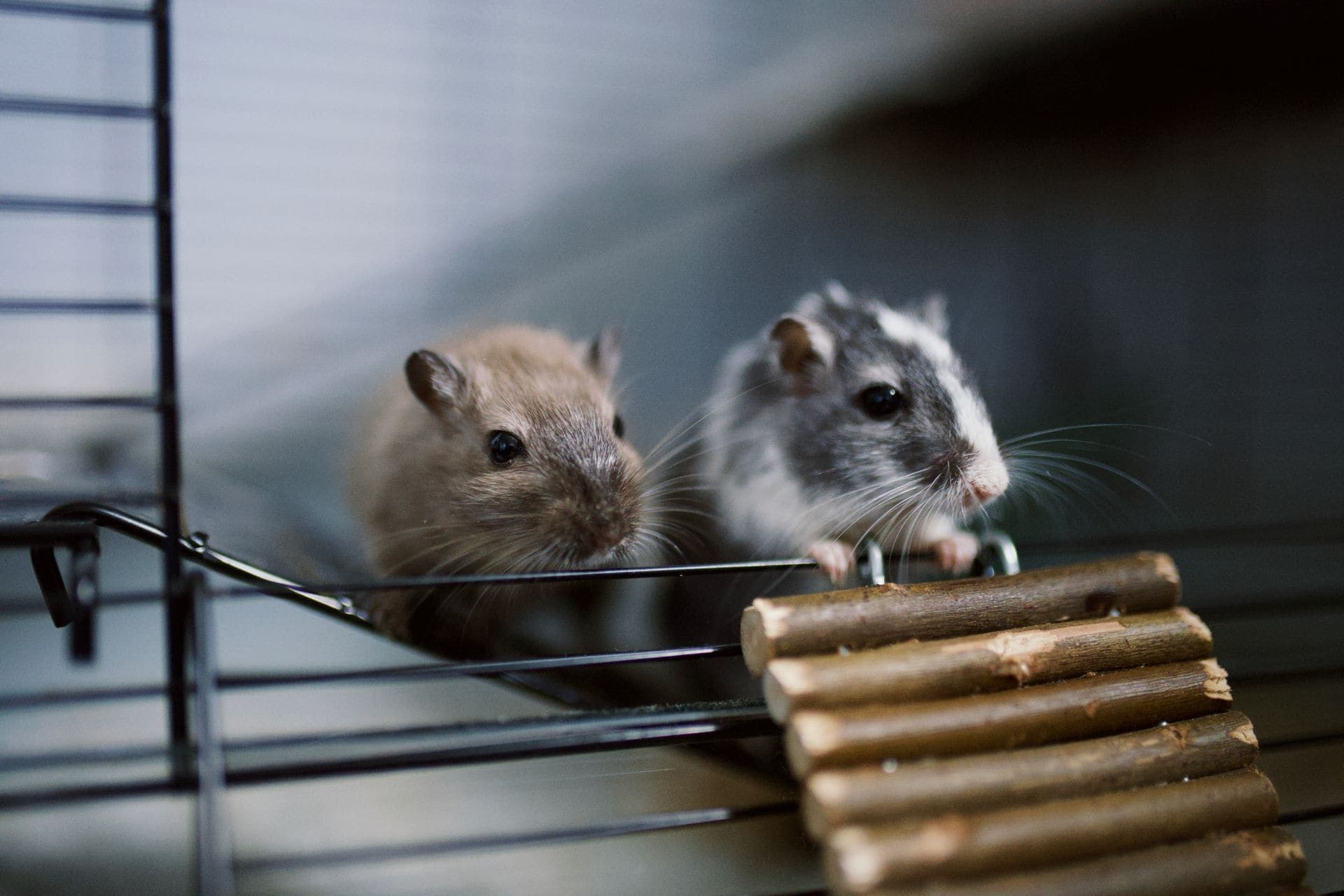 Two gerbils looking out through the bars of a wire cage beside a wooden ladder