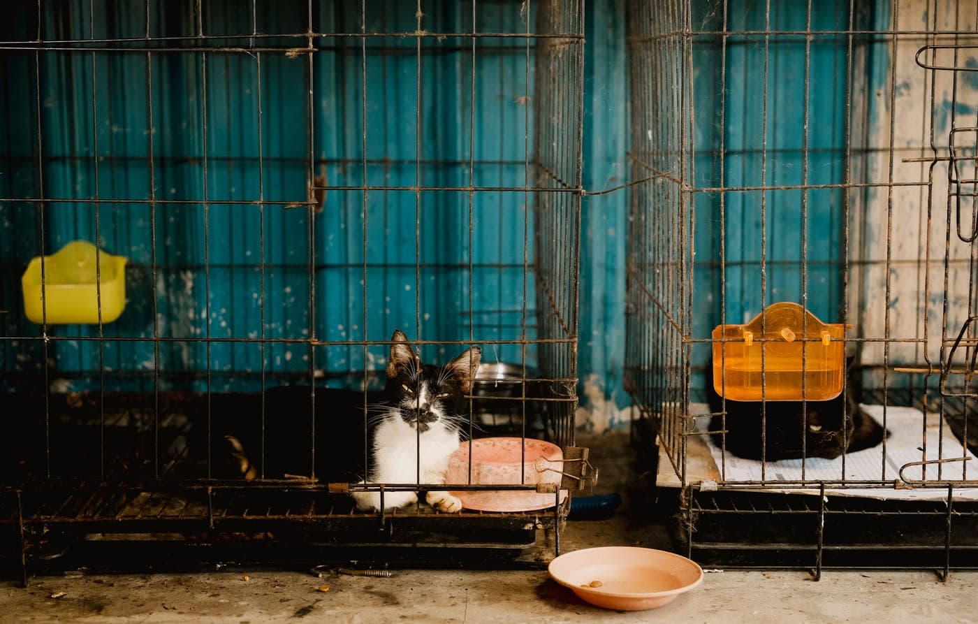 A row of small-pet enclosures of different sizes side by side in a room