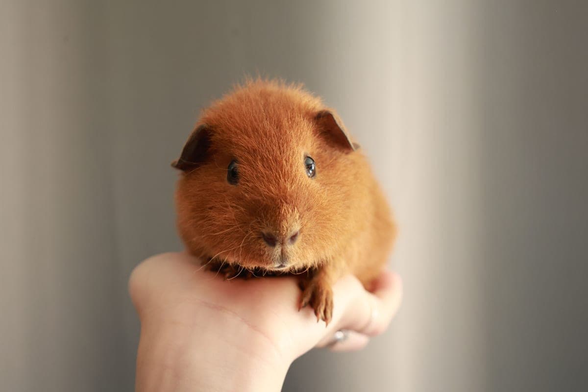 A guinea pig being gently held over a lap with a towel