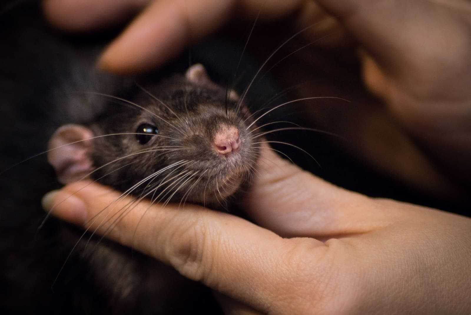 Close-up of a dark pet rat's head and whiskers resting in a pair of cupped hands