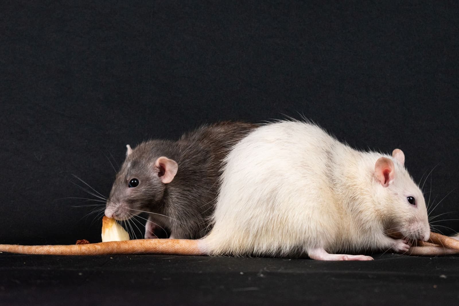 Two pet rats, one white and one agouti, side by side against a dark background