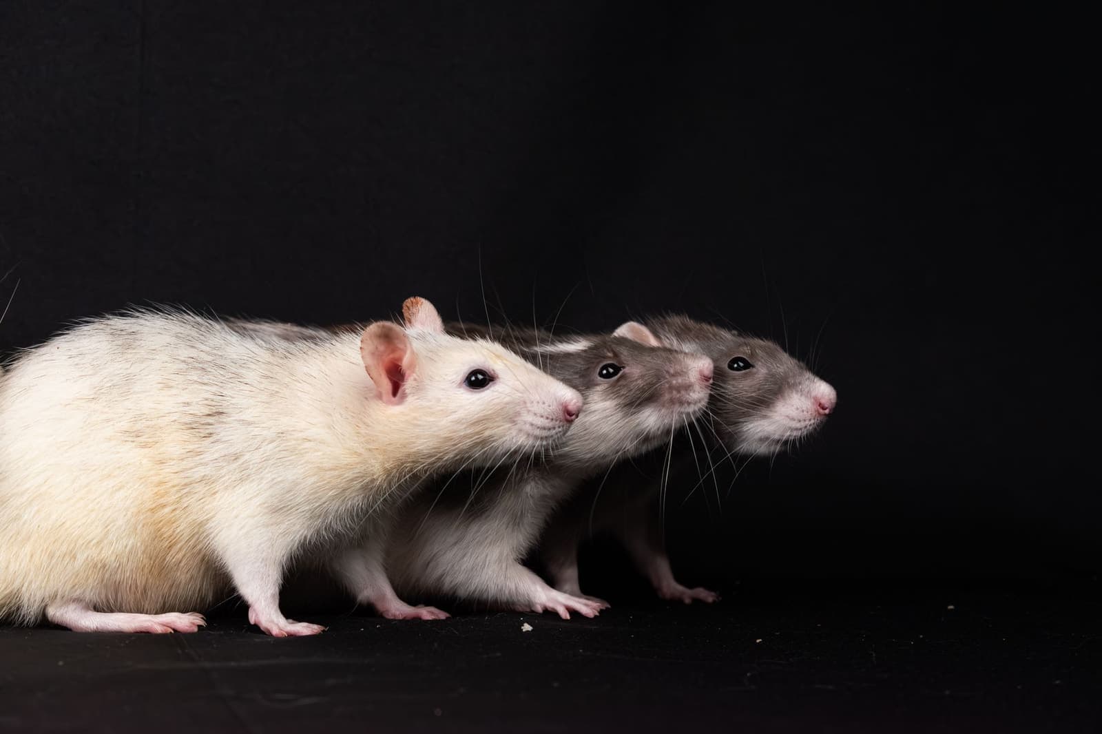 Three domestic pet rats lined up in profile against a dark studio background