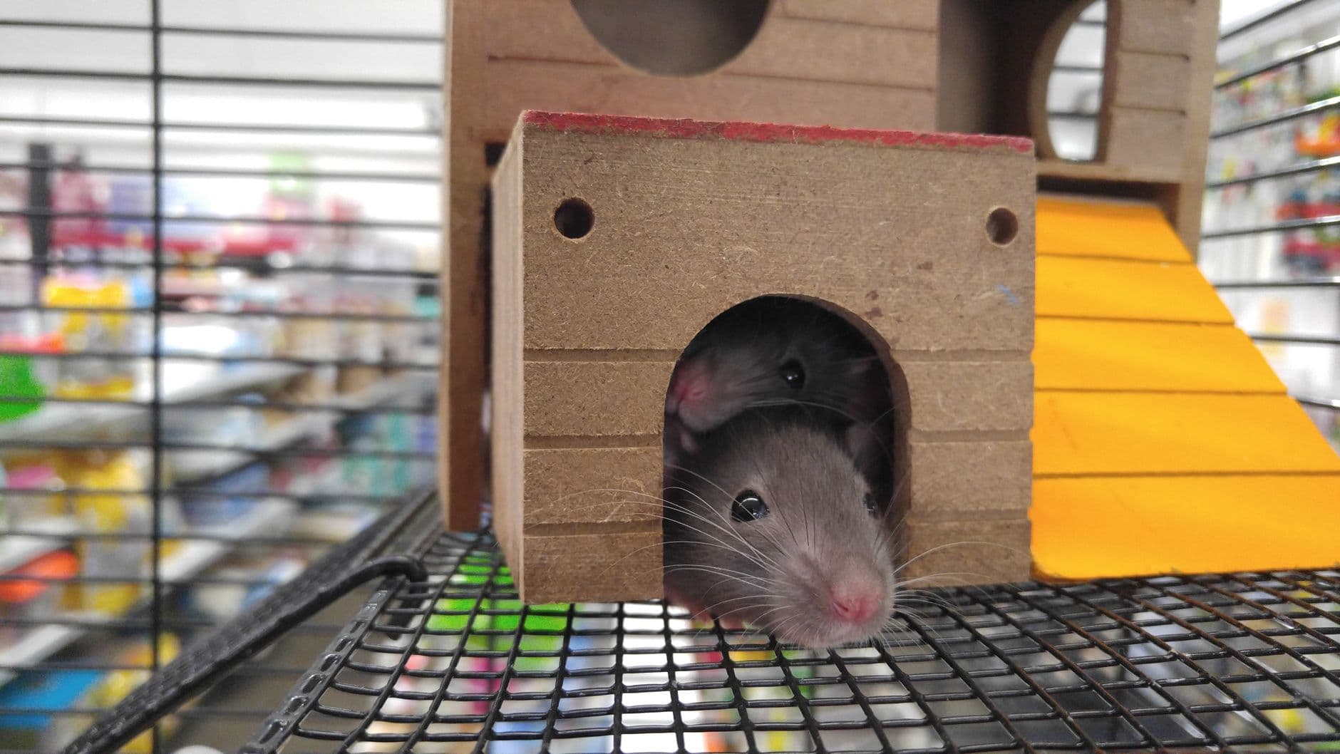 Two pet rats looking out from a wooden house inside a cage