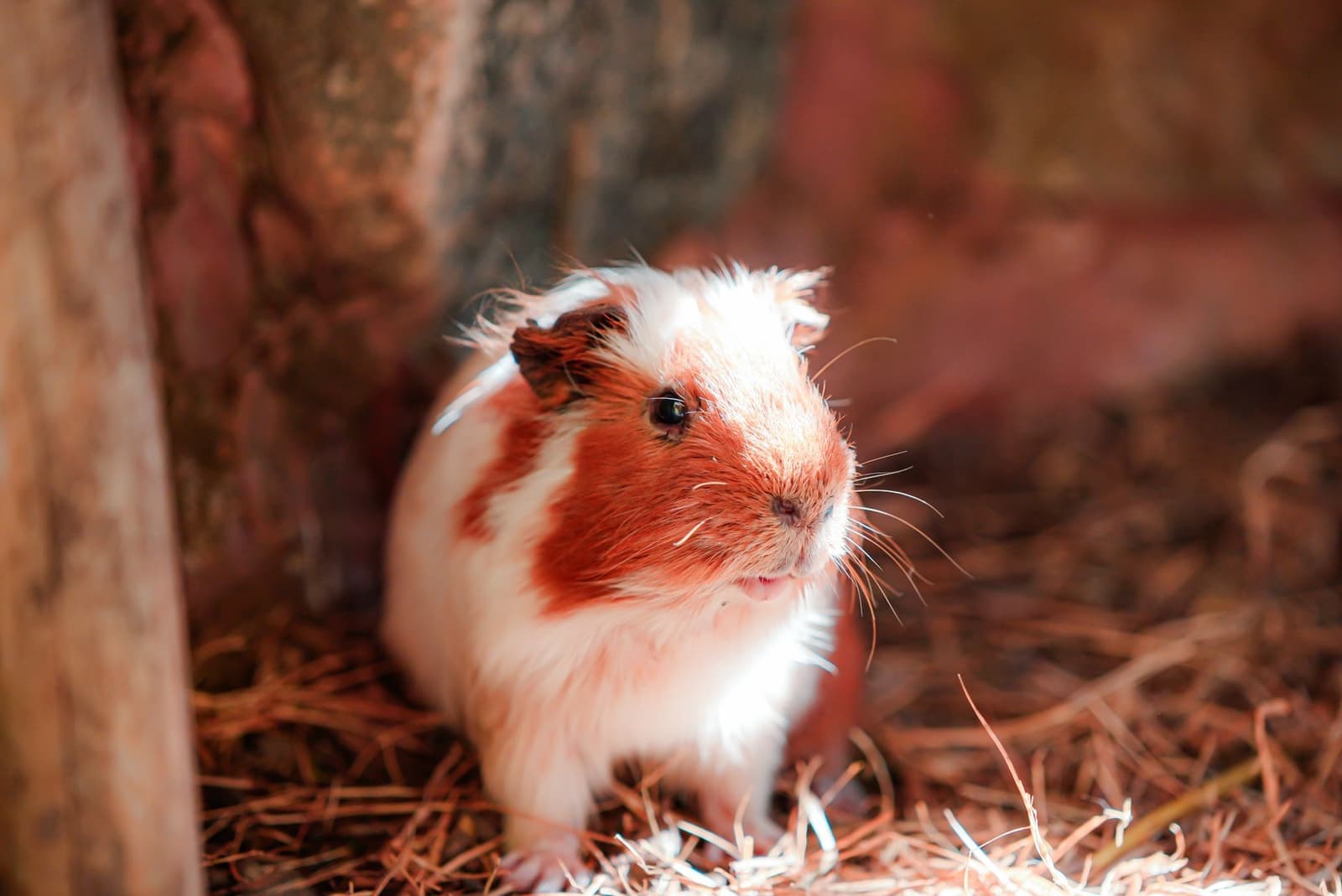 A ginger and white guinea pig sitting on loose bedding in a wooden enclosure