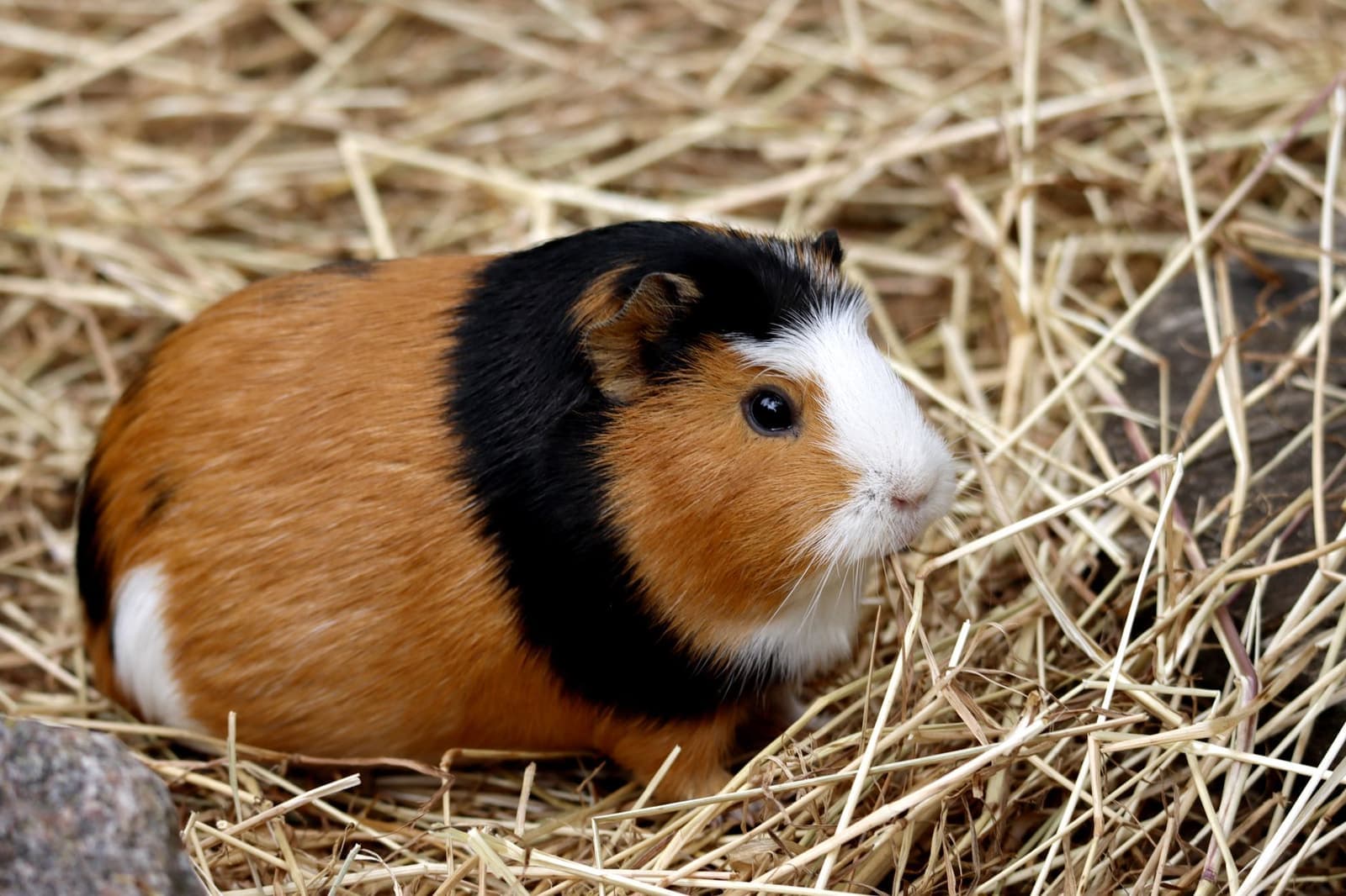A tricolor guinea pig standing on dry hay bedding inside an enclosure