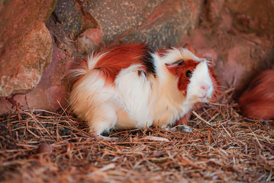 A brown and white guinea pig sitting on straw beside rocks