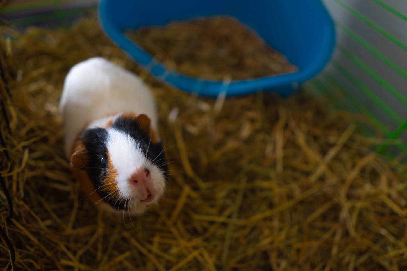 Two guinea pigs in a large modular grid cage with hay and a solid plastic base