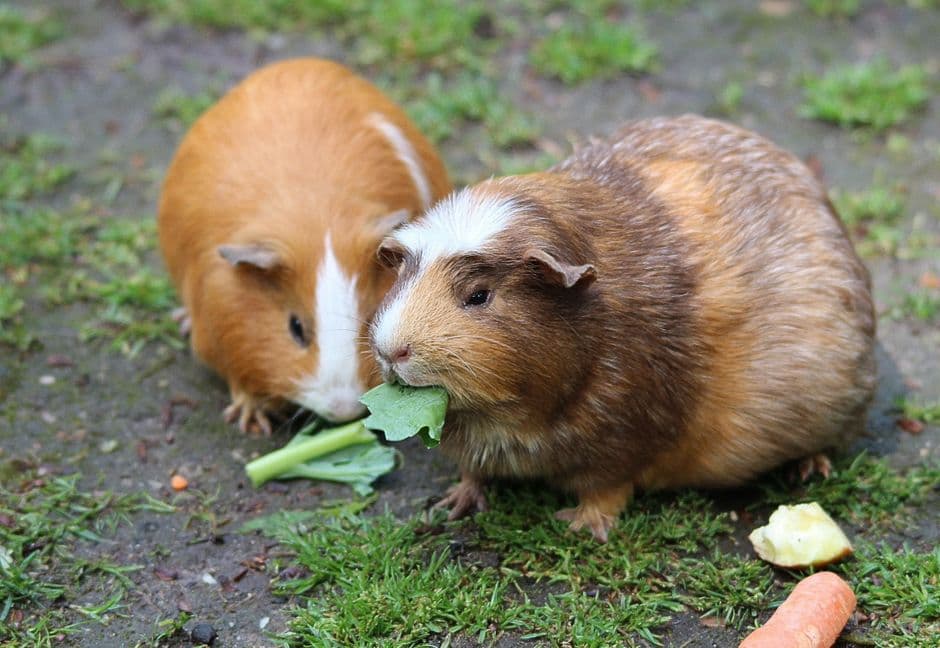 Two guinea pigs eating fresh greens outdoors