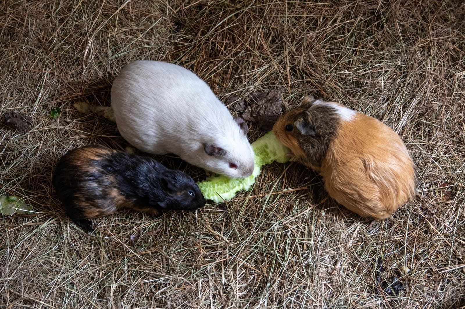 Three guinea pigs of different colors eating a lettuce leaf on hay bedding