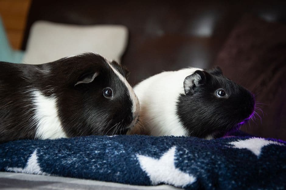 Two black and white guinea pigs sitting together on a star-patterned blanket