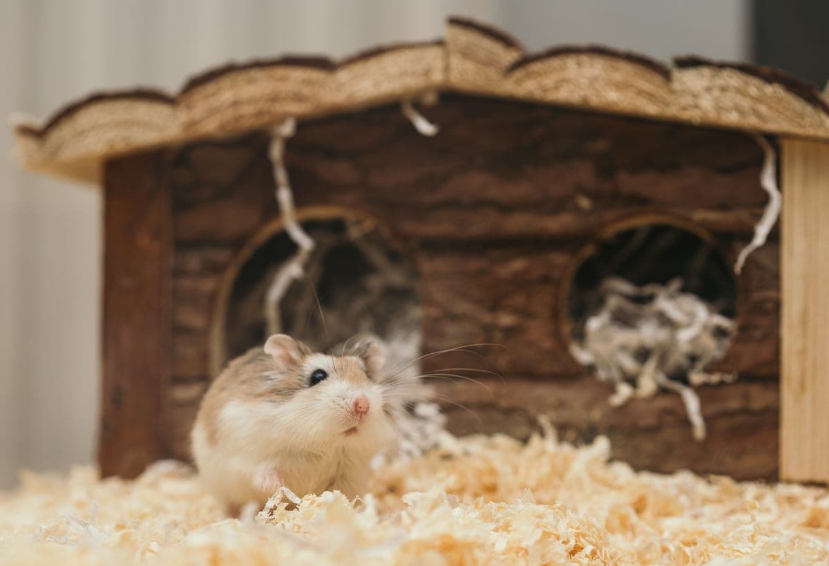 Deep paper and aspen bedding layered in a hamster enclosure with a visible burrow entrance