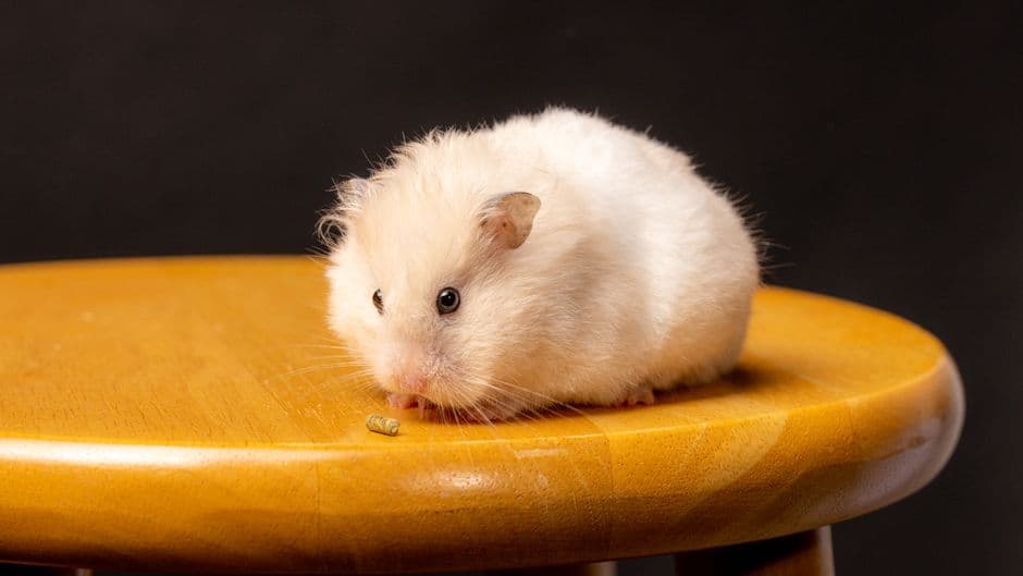 A fluffy hamster perched on a wooden stool nibbling a food pellet