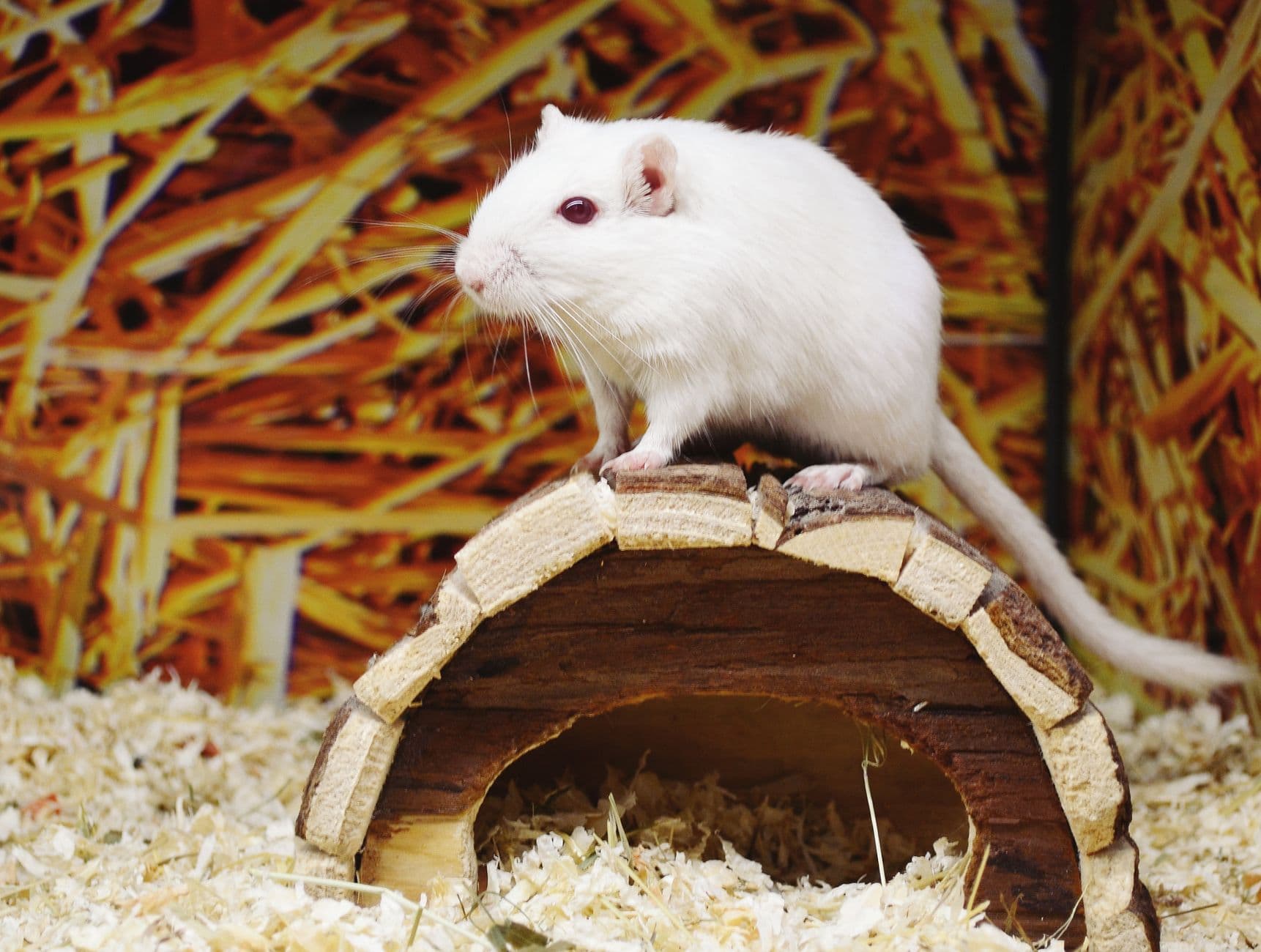 A small rodent on a wooden hideout above wood shavings in a simple enclosure