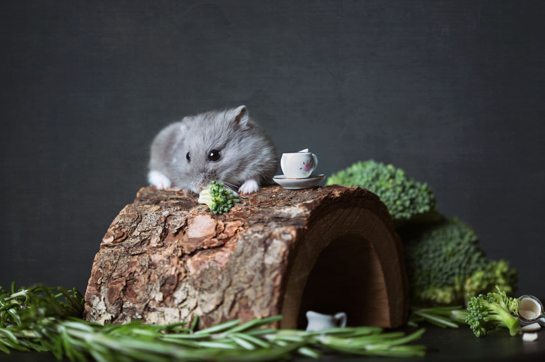 A dwarf hamster on a wooden hideout above a layer of wood shavings