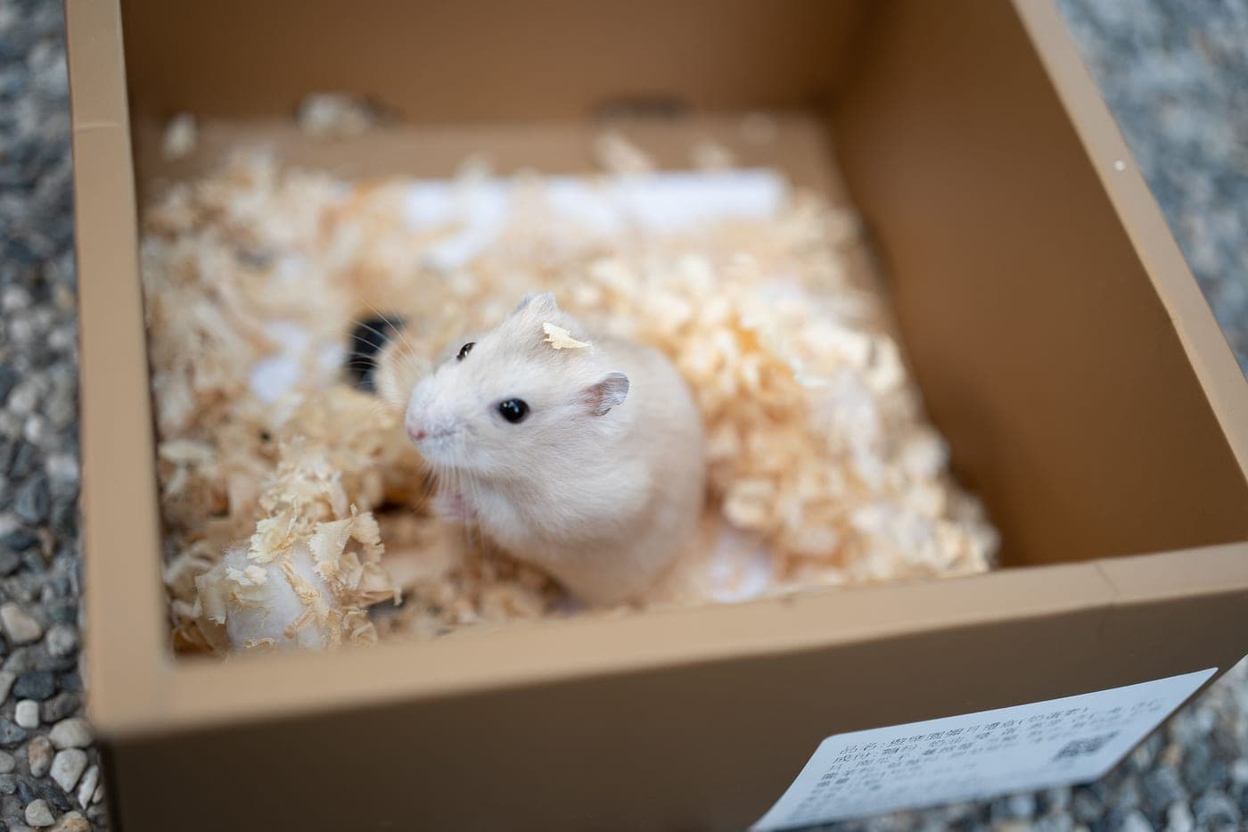 A large hamster enclosure with deep bedding, a solid-surface wheel and a tape measure along its base