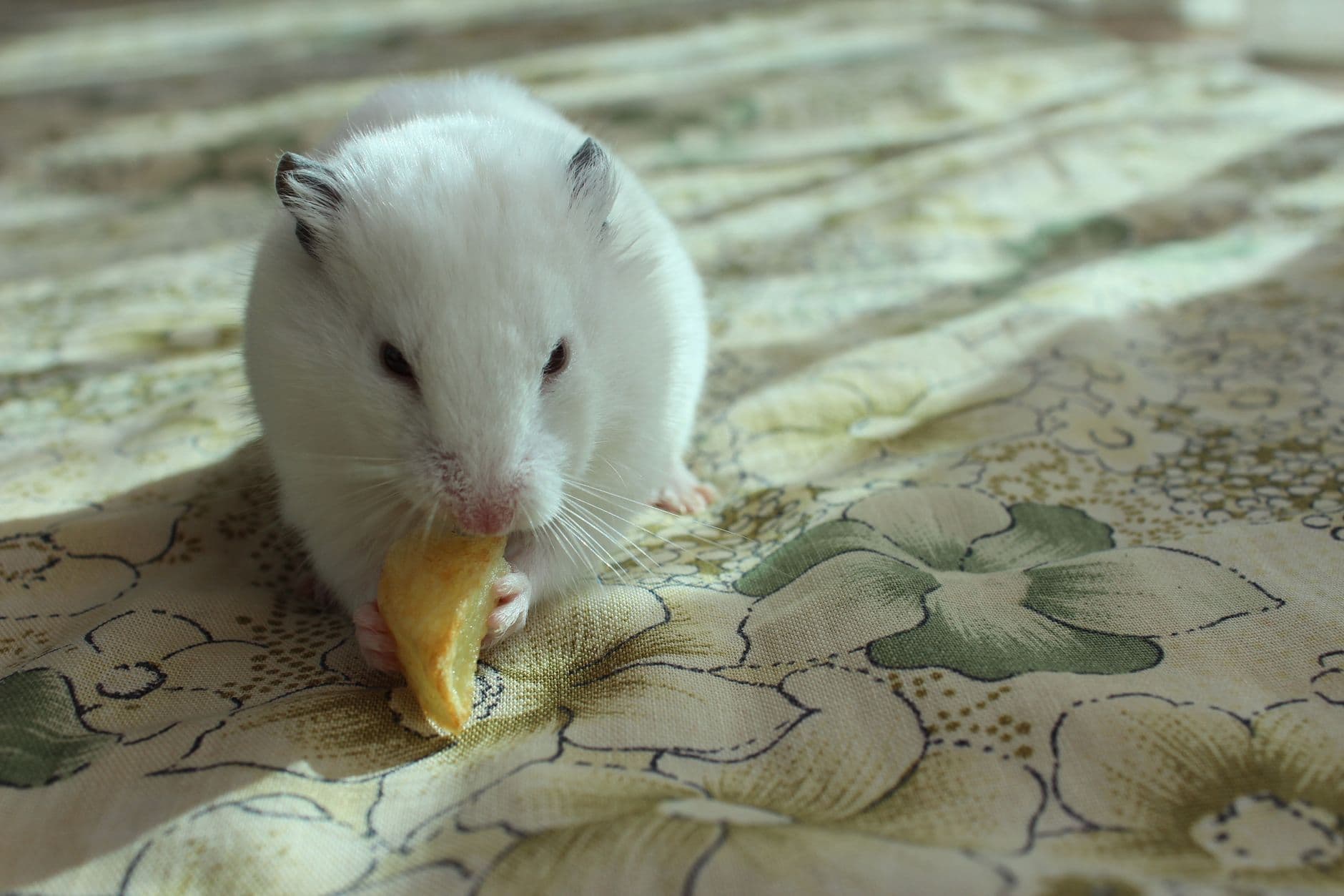 A white hamster gnawing on a piece of food