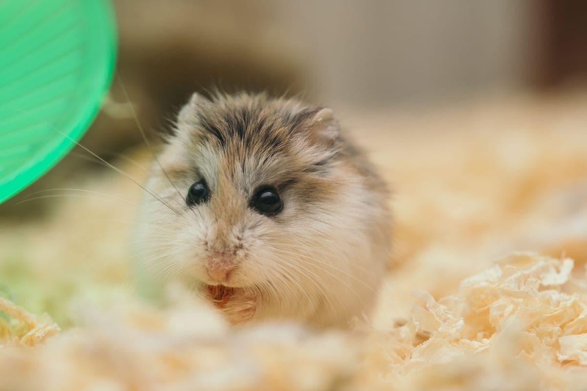 A dwarf hamster beside the tight bars of a small-animal cage