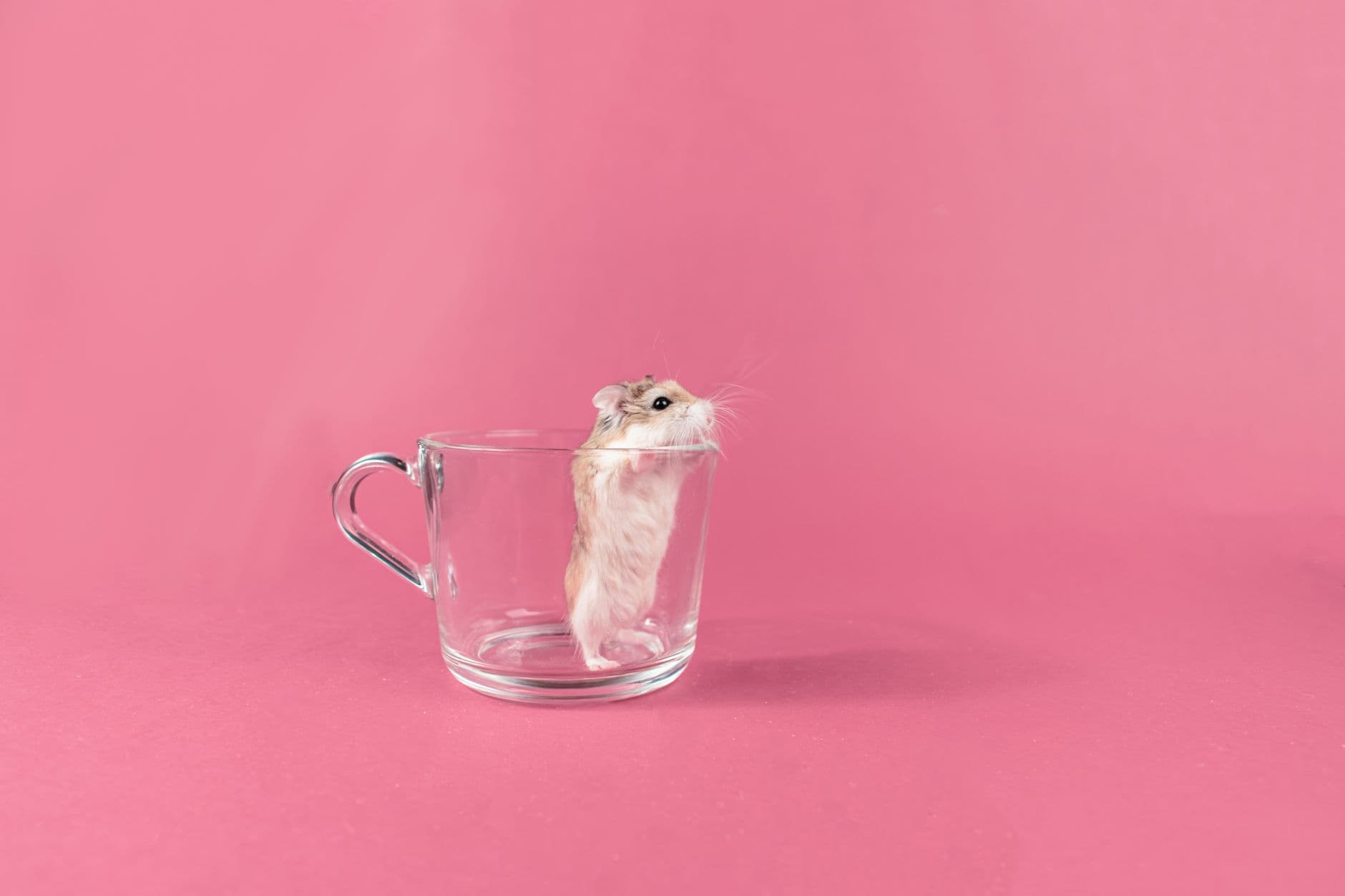 A Roborovski hamster standing against a clear glass surface