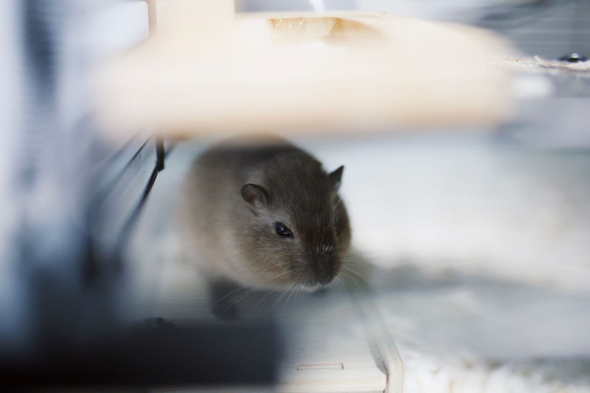 A small rodent looking out from inside a wire cage
