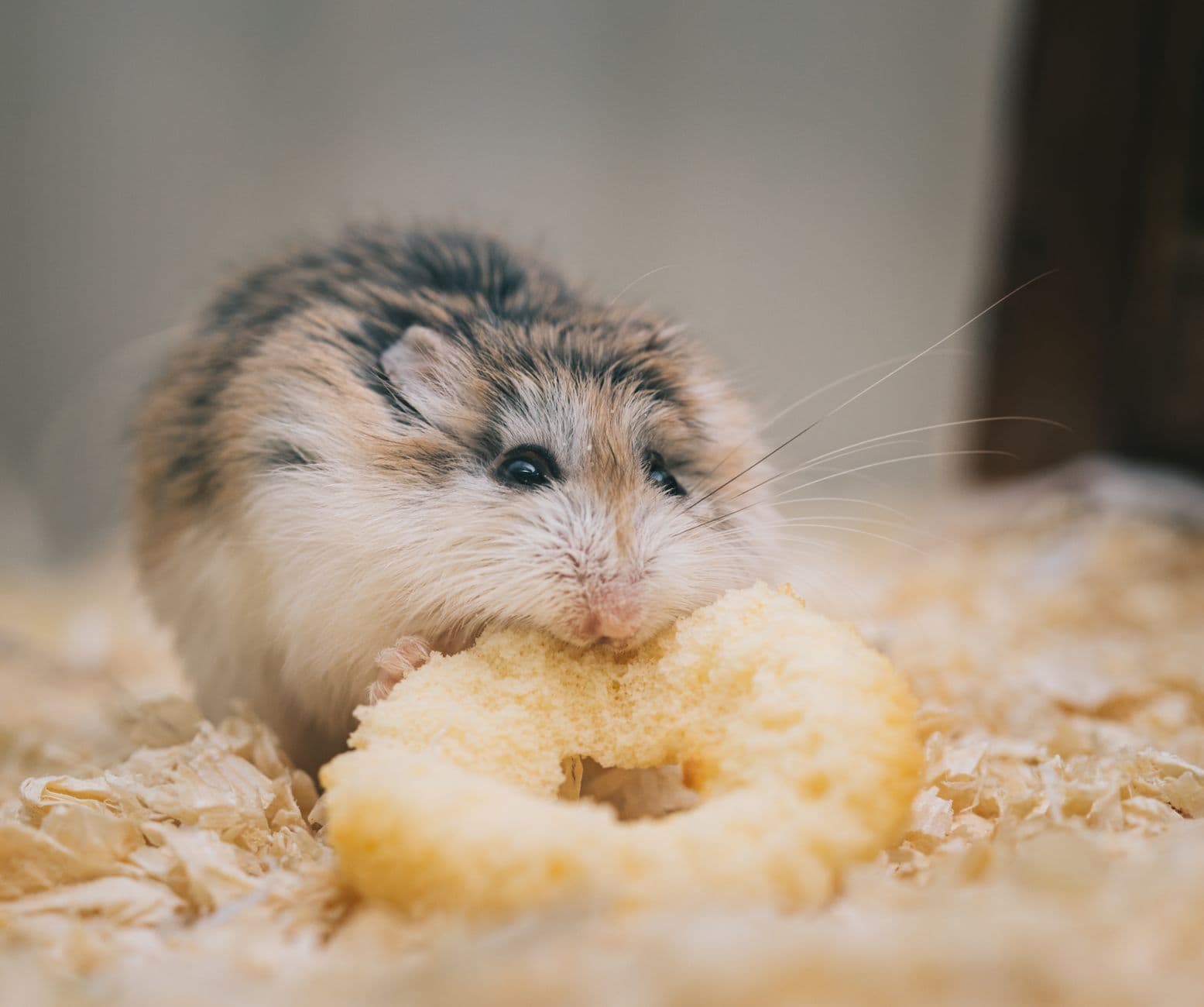A hamster on a deep layer of wood shavings inside a large enclosure