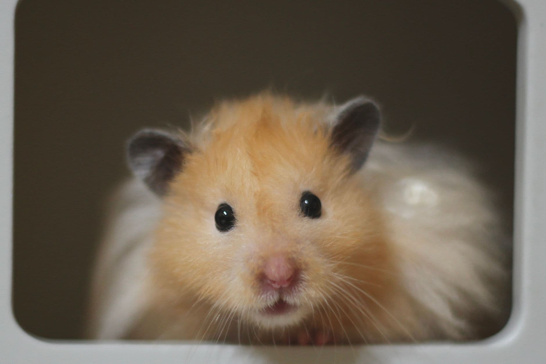A golden Syrian hamster looking out from its enclosure