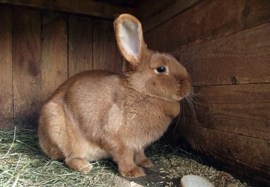 A molded plastic rabbit shelter attached to a coated steel mesh run