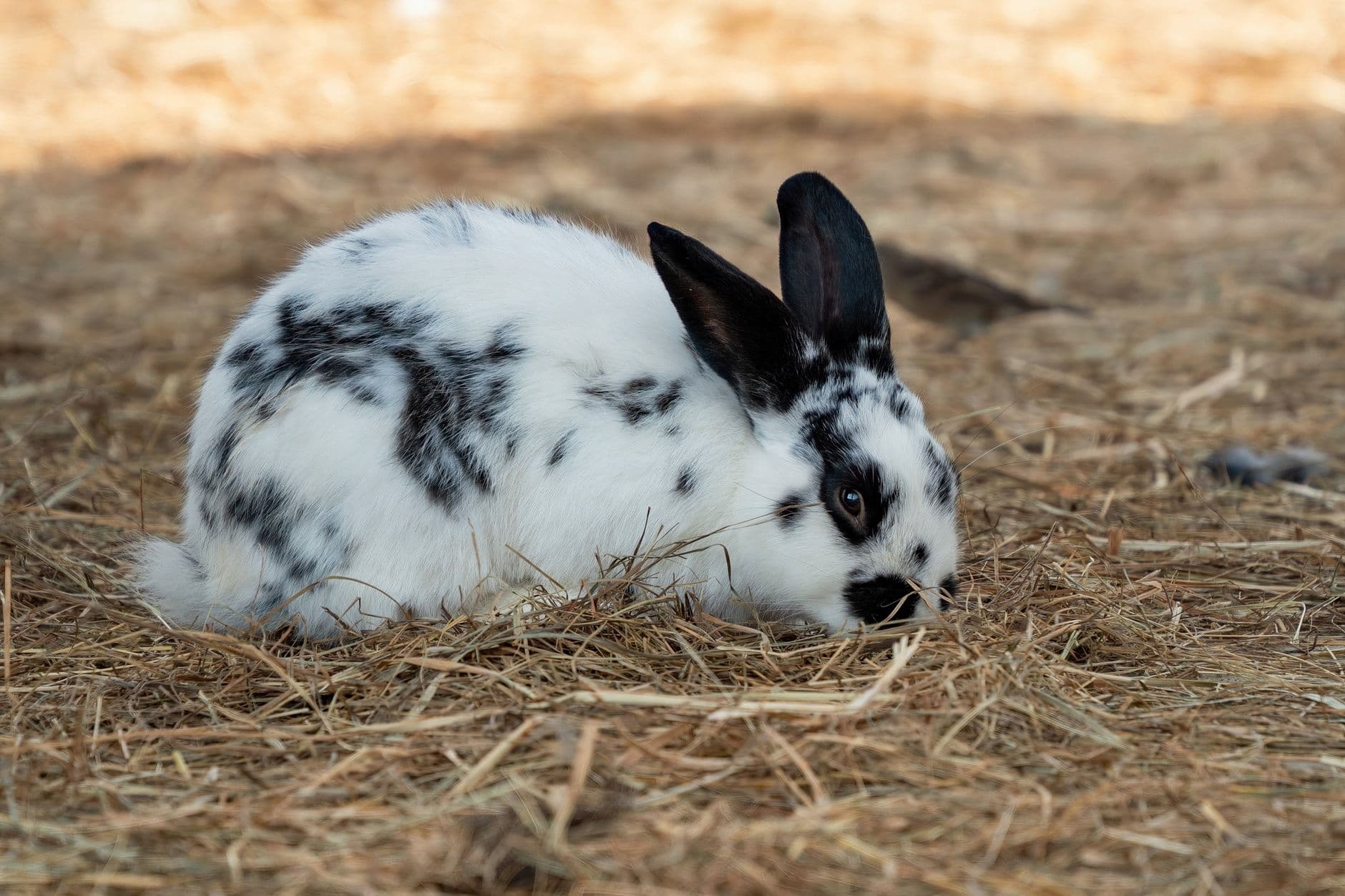 A spotted rabbit resting on a thick bed of straw