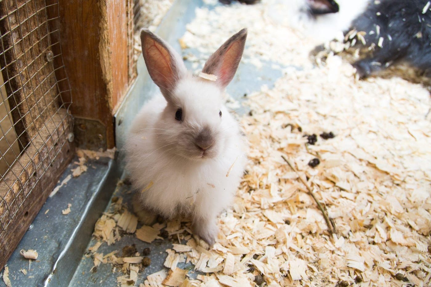 A timber rabbit hutch with an attached mesh run in a garden