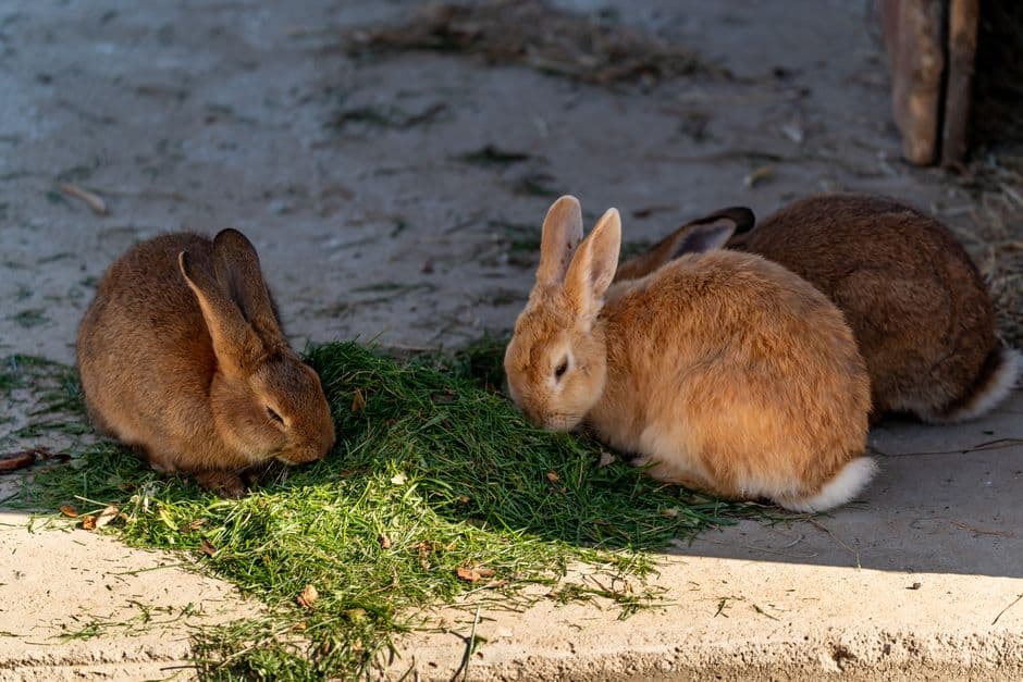 Three rabbits grazing on grass in sunshine