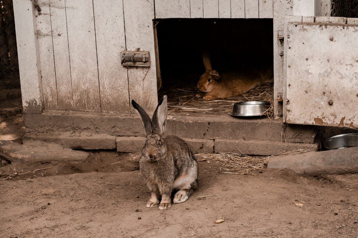 A solid mat laid over the wire floor section of a rabbit hutch