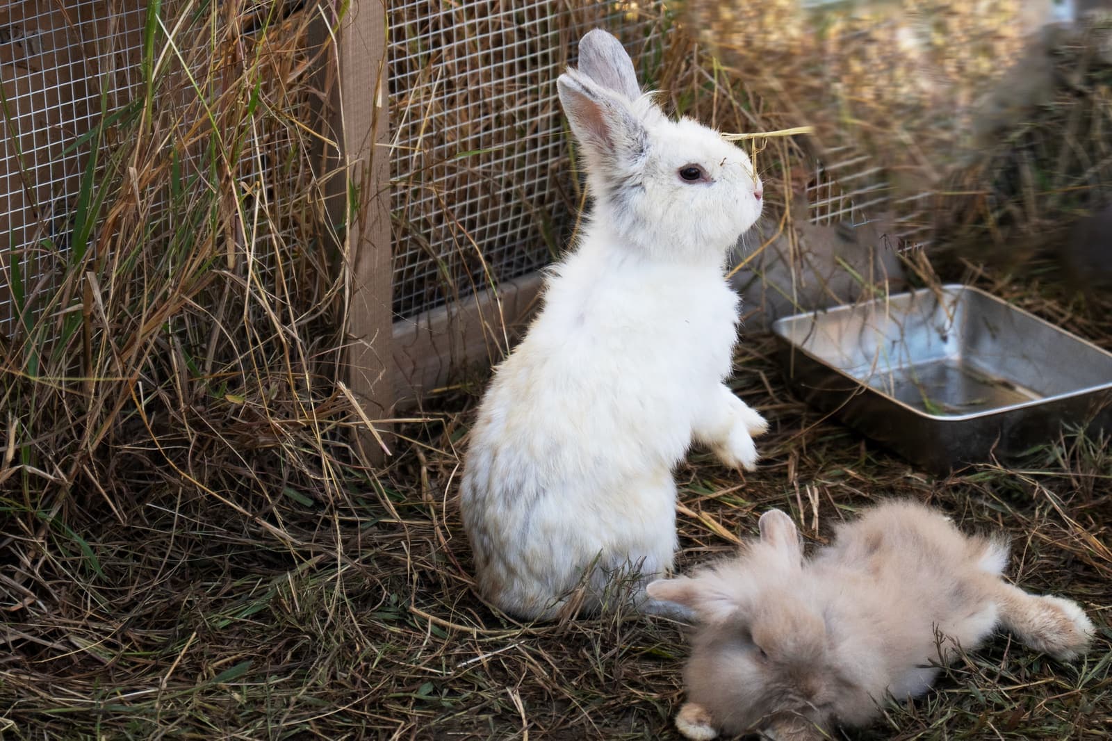 Two rabbits in an outdoor enclosure surrounded by loose dried grass and hay